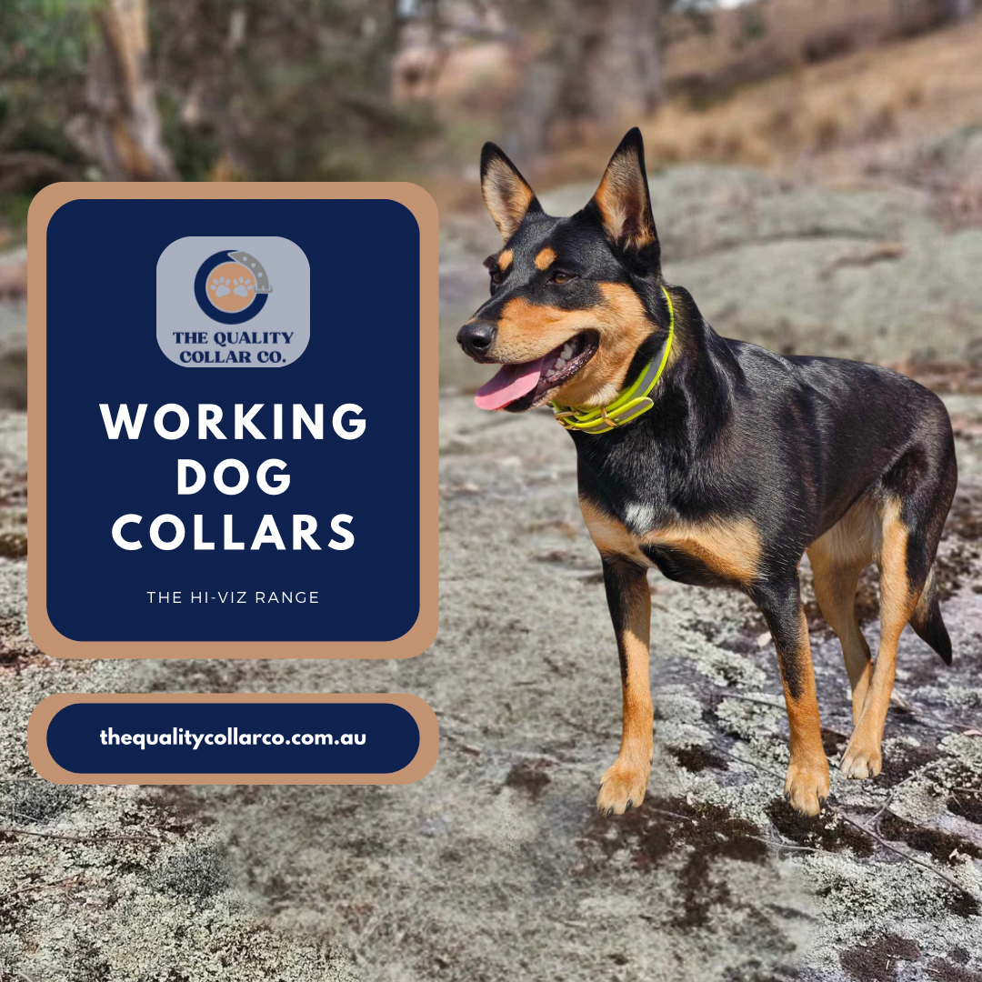 The Quality Collar Co. Facebook ad: Ready to Ship!