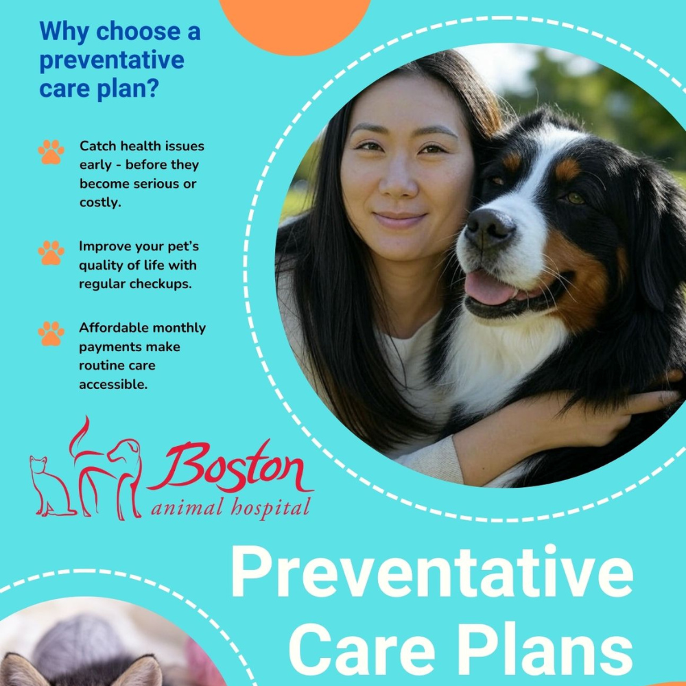 Boston Animal Hospital Facebook ad