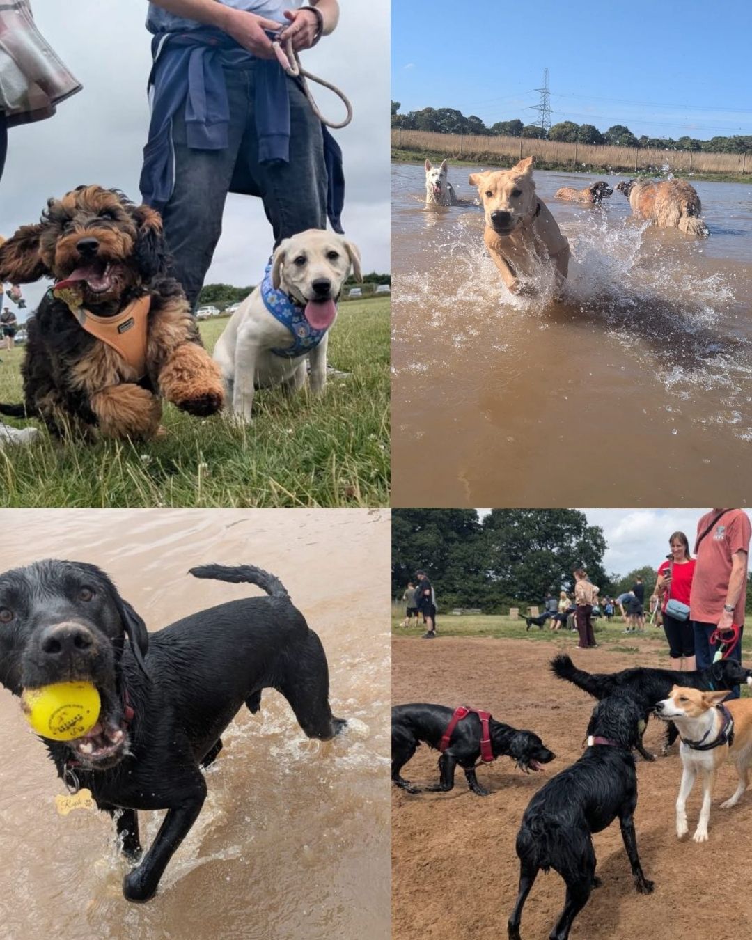 Dogs Go - Dog Training, Dog Parks, Dog Events Facebook ad from Oct 21, 2025