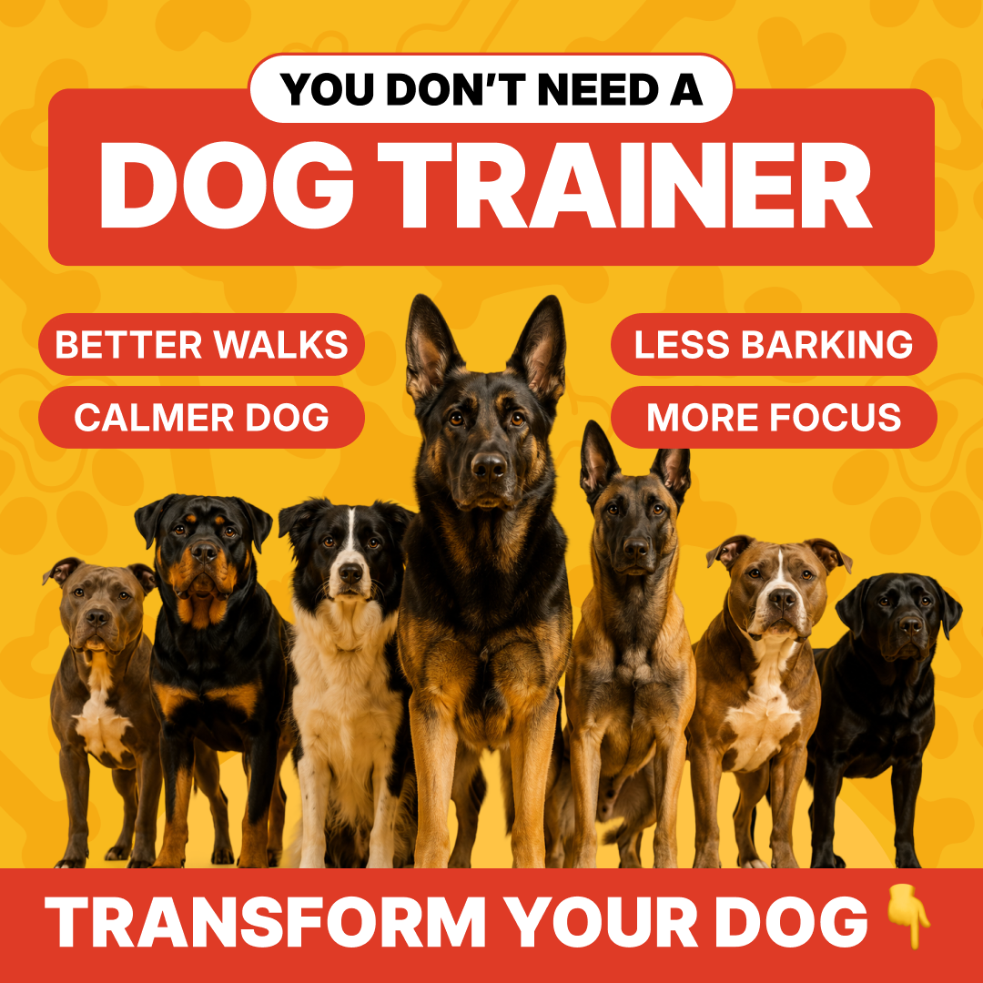 Tom Davis Dog Training Facebook ad: No More Pulling, Barking, Or Reacting - Here’s How
