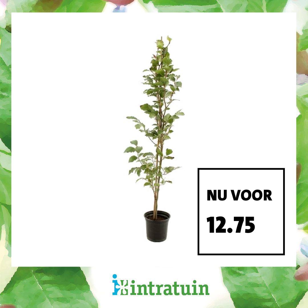 Intratuin Facebook ad