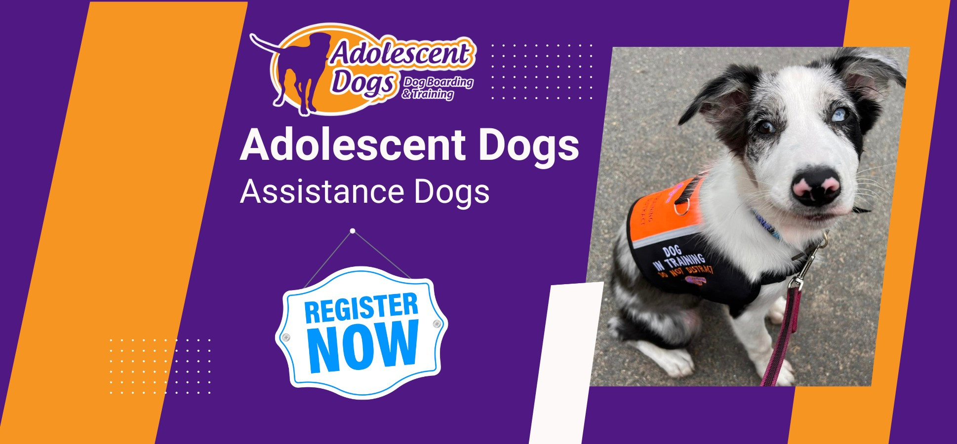 Adolescent Dogs -  Award Winning Dog Training Facebook ad
