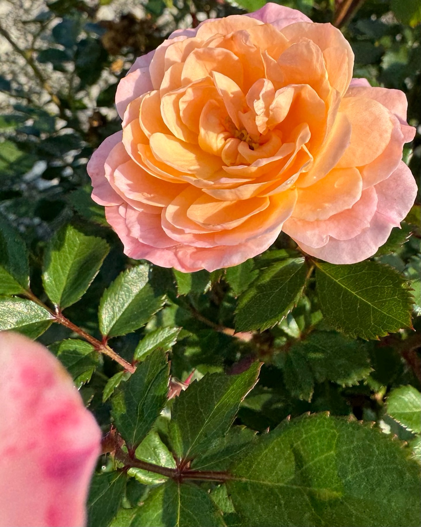 Nature Hills Nursery Facebook ad