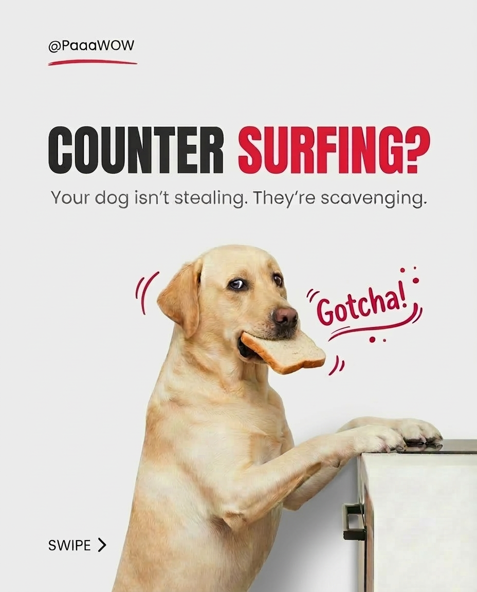 Paaawow Facebook ad: Want to train your dog smarter (not harder)?
