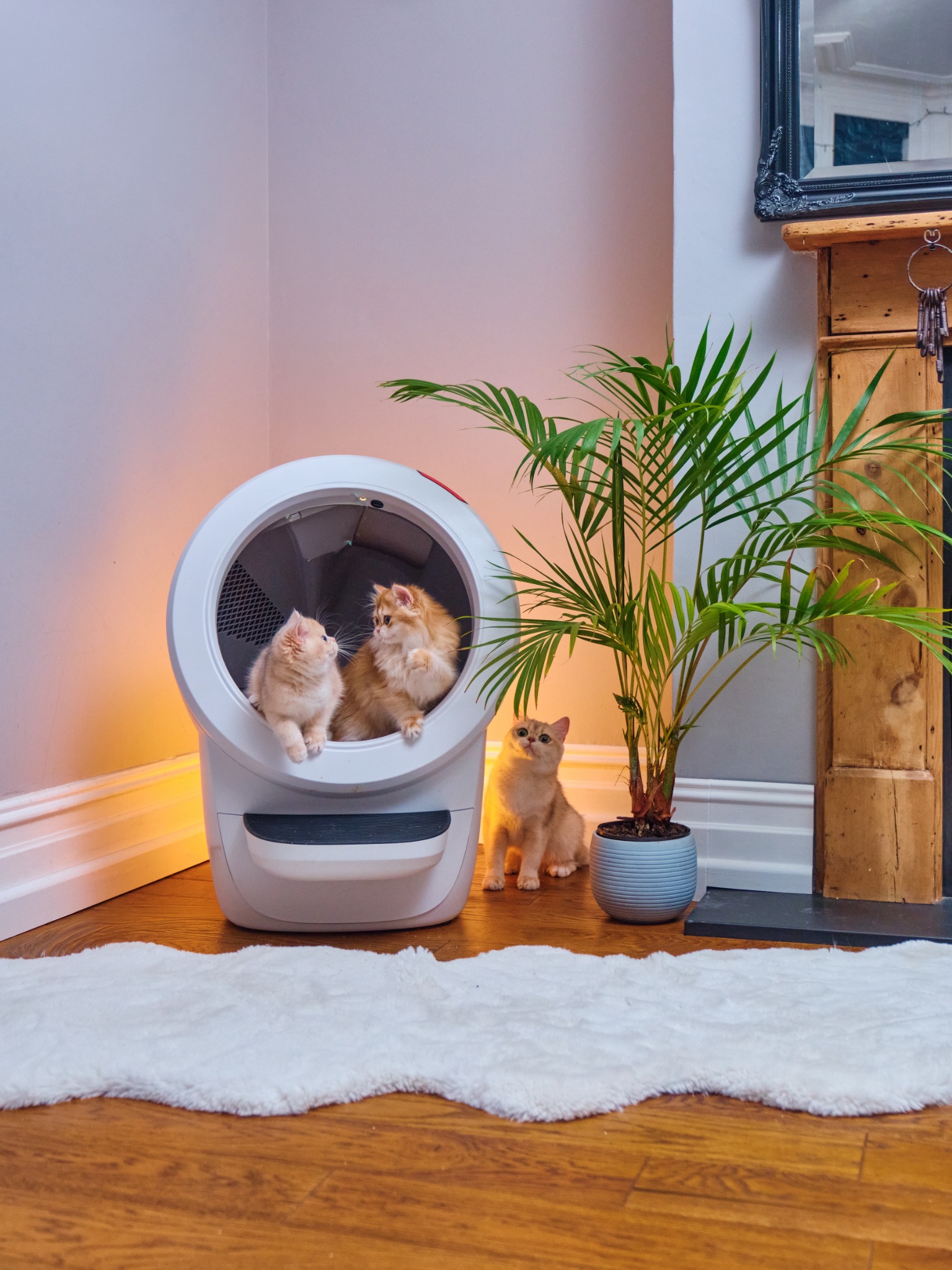 Litter-Robot by Whisker Facebook ad