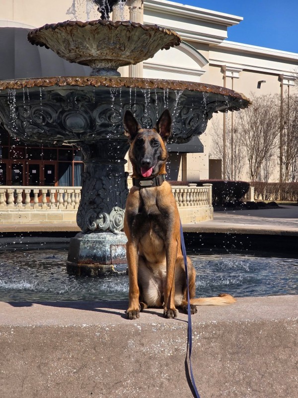 Impactful Canine Training Facebook ad: They Stopped Walking Him. We Fixed That.