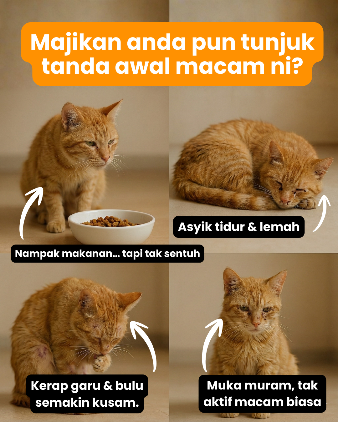 Bitacat HQ Facebook ad