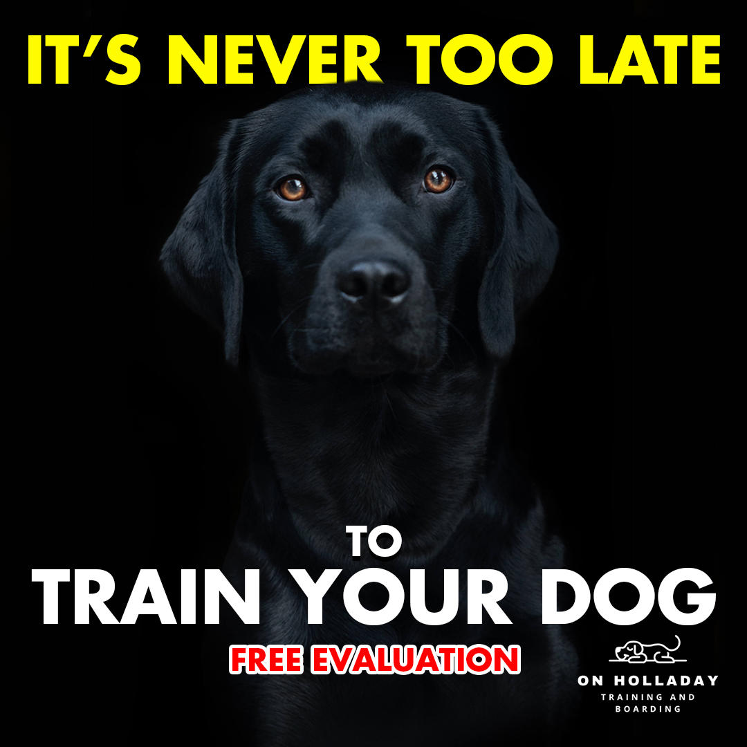 On Holladay Dog Training & Boarding Facebook ad: CENTRAL VIRGINIA DOG OWNERS, THIS IS FOR YOU!