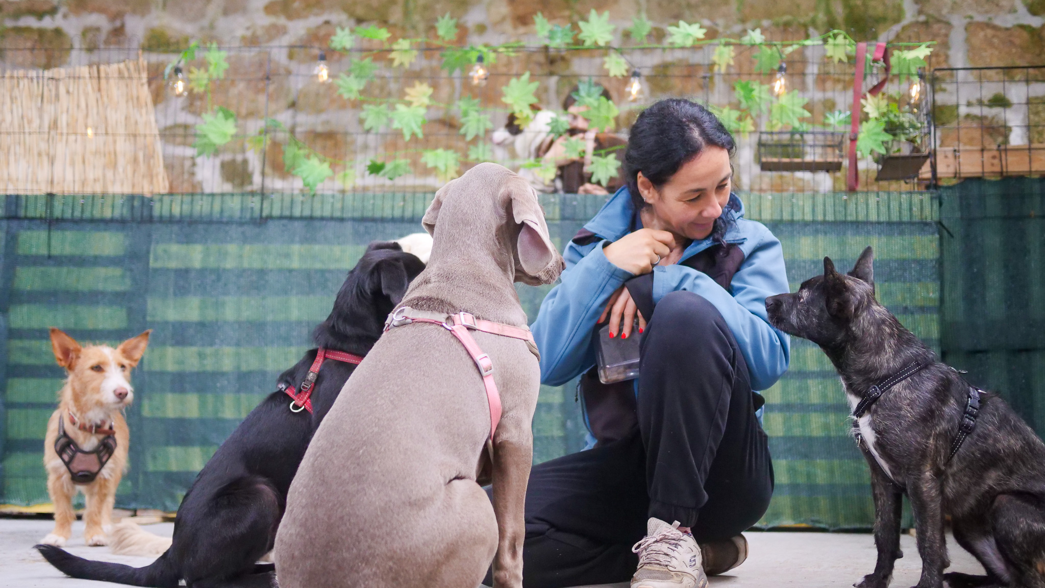 Cães do Rio Facebook ad: La educación de tu perro debería ser tan…