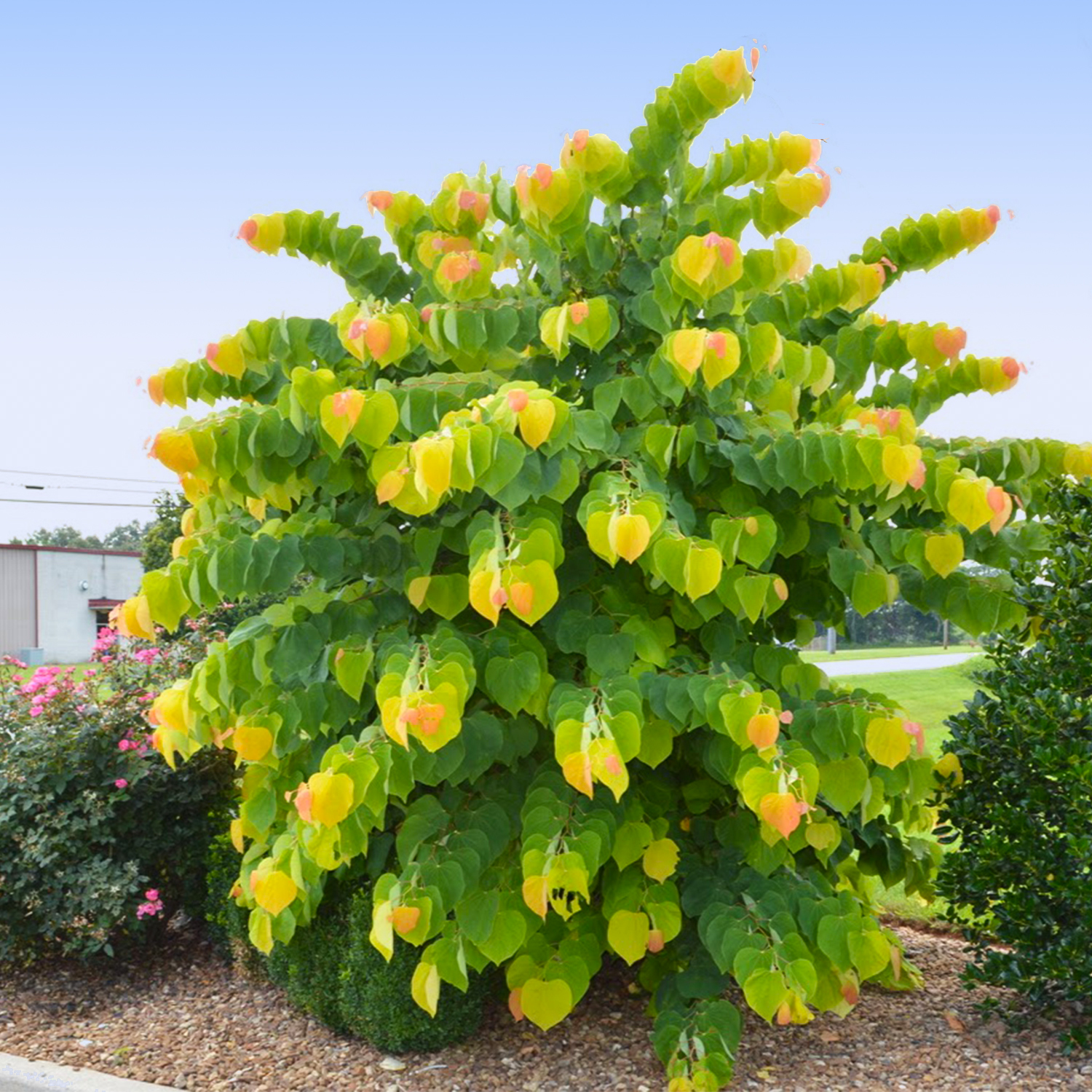 Fast Growing Trees Facebook ad