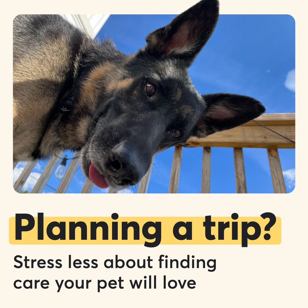 Rover.com Facebook ad