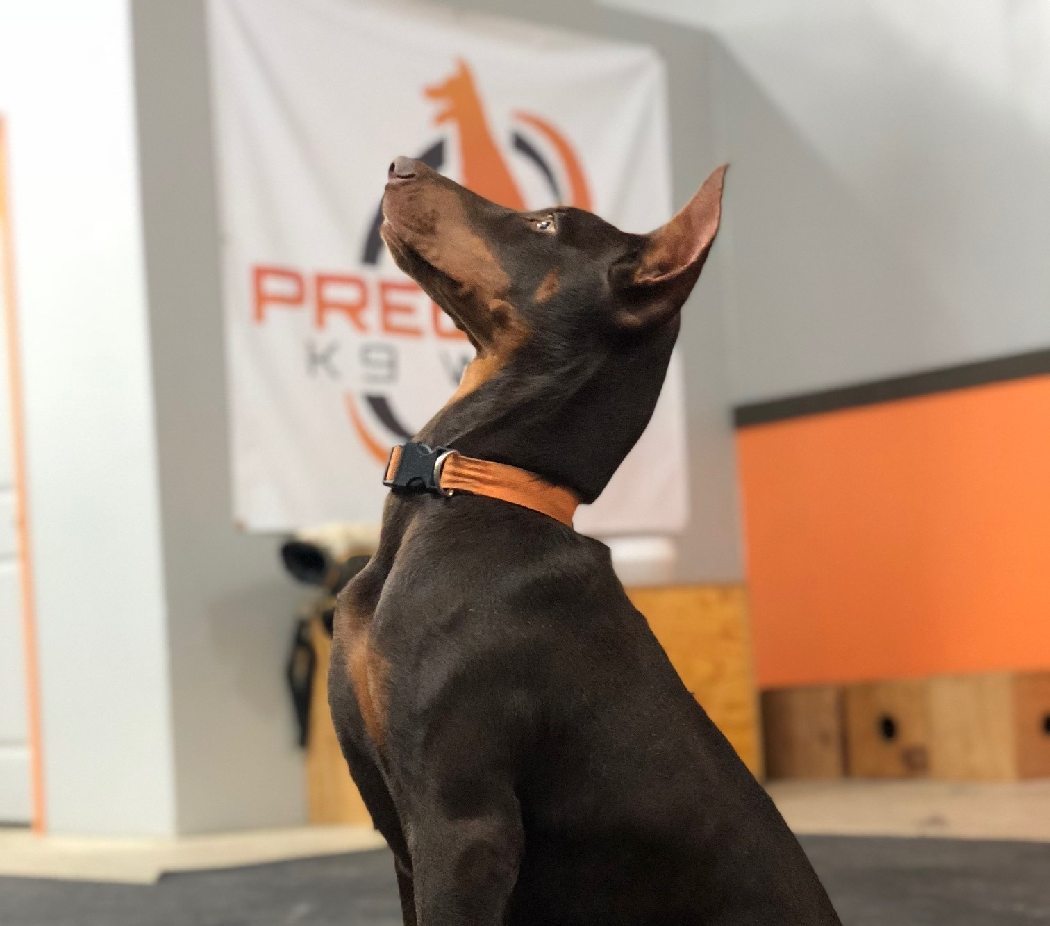 Precision K9 Work Facebook ad: Specialty Training