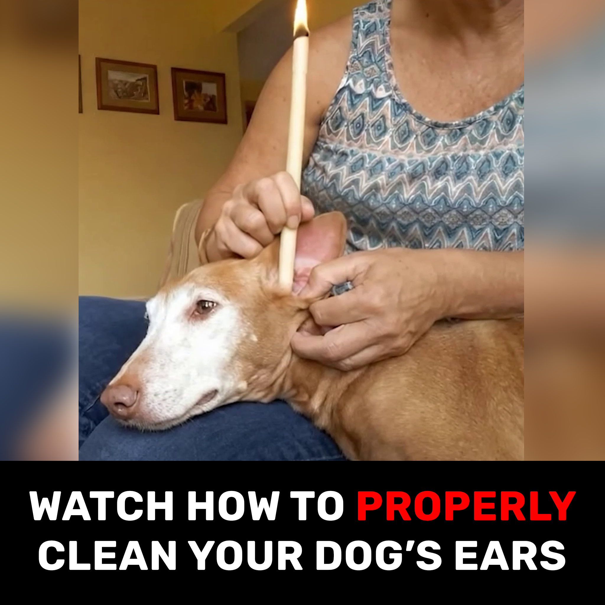 Pup Labs Facebook ad