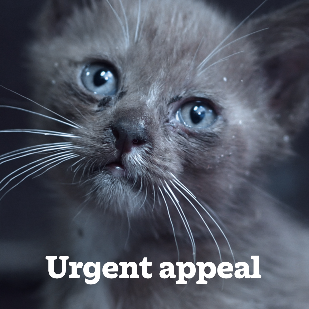 Cats Protection Facebook ad