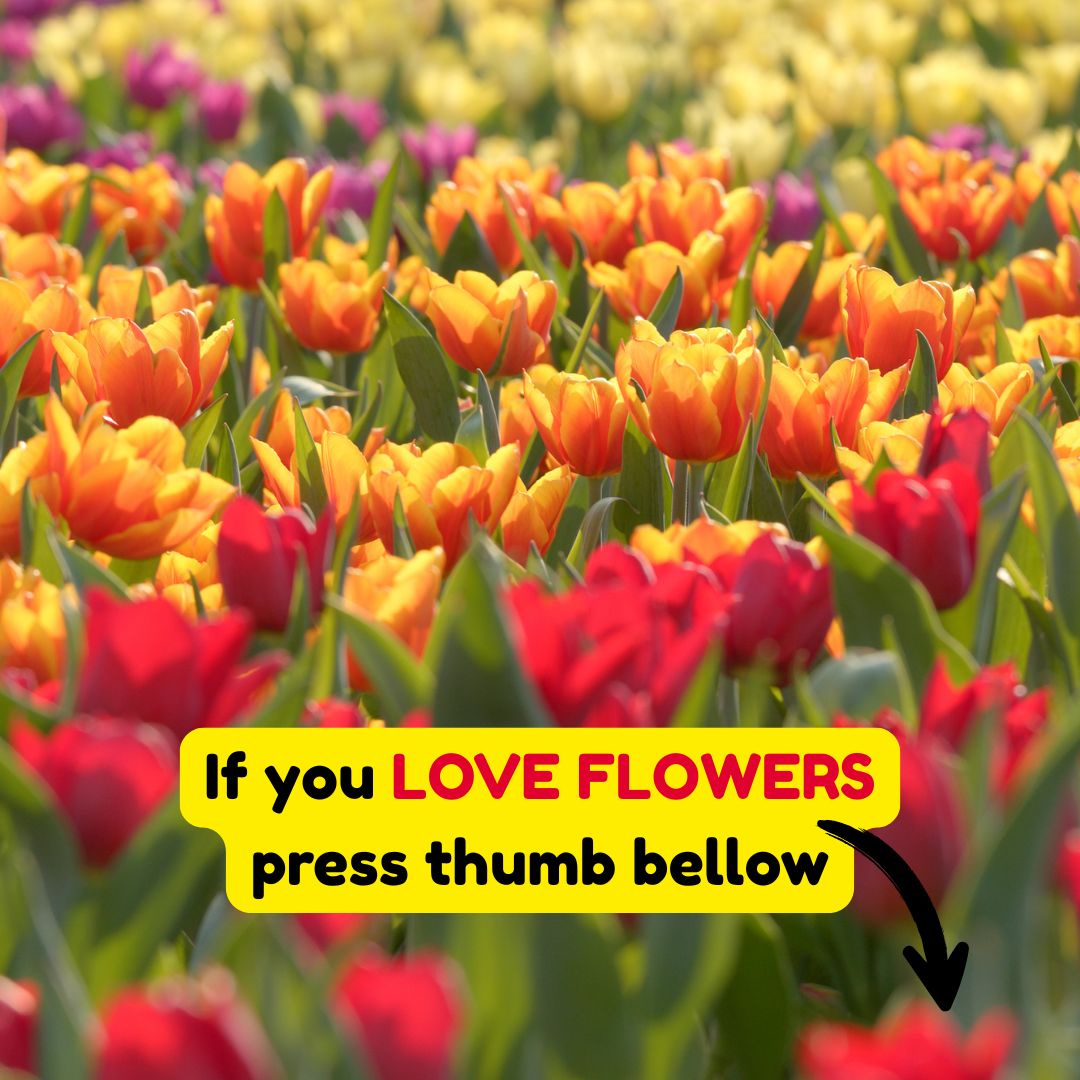 Pennsylvania Gardener Facebook ad from Apr 29, 2026