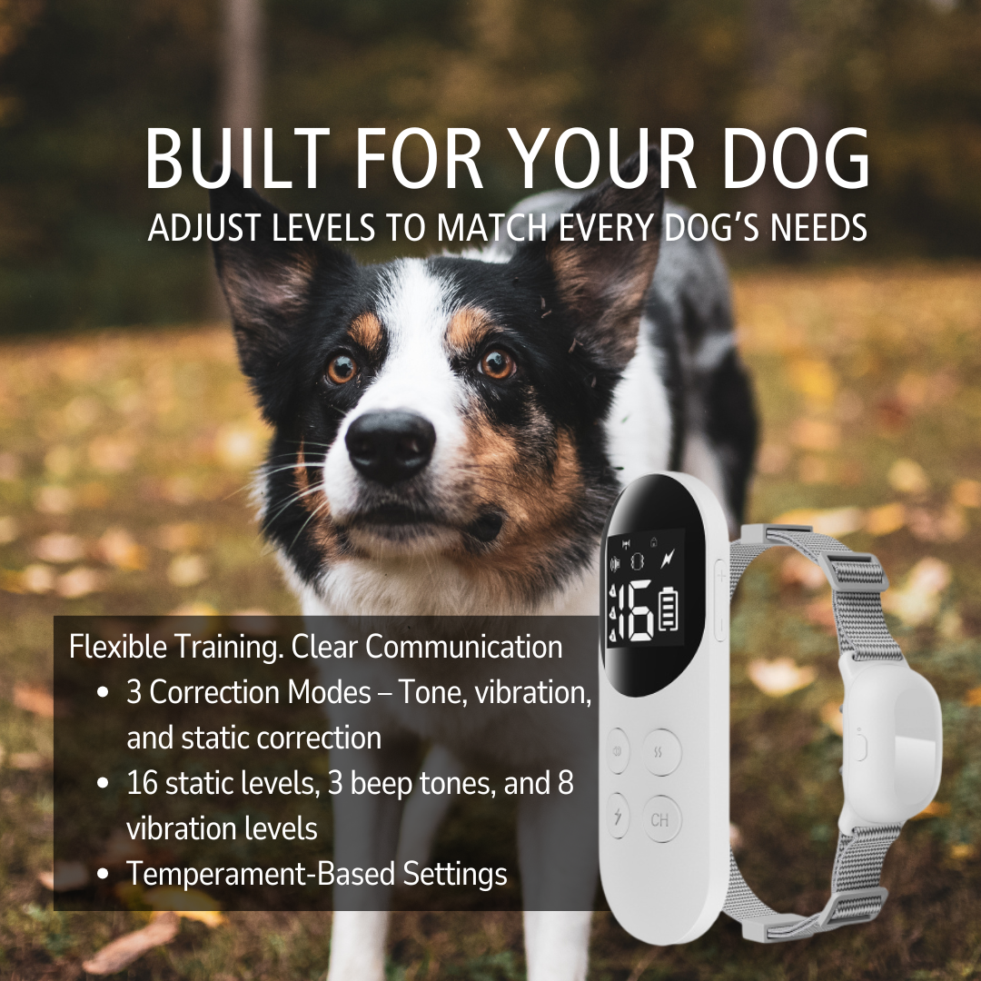 The Dog Line Facebook ad: Train Smarter, Not Harder!