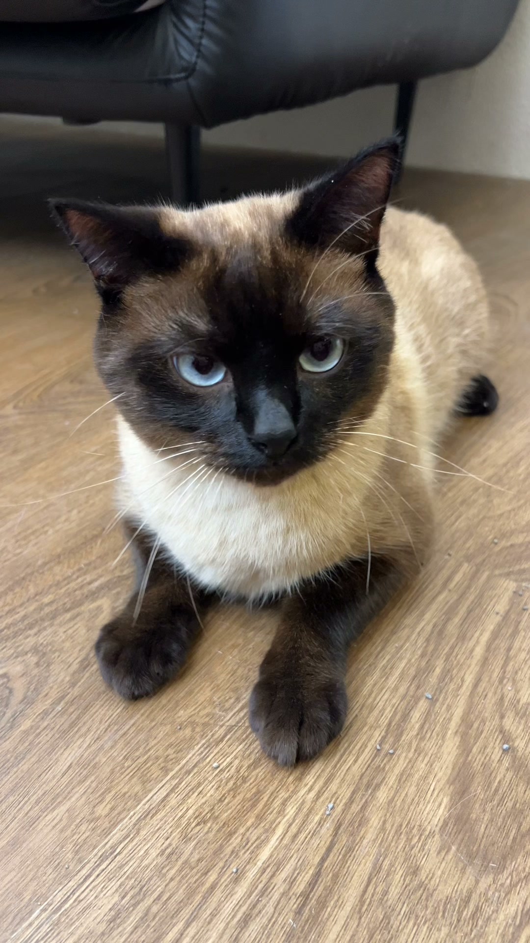 Petkit US Facebook ad: Upgrade your cat care today