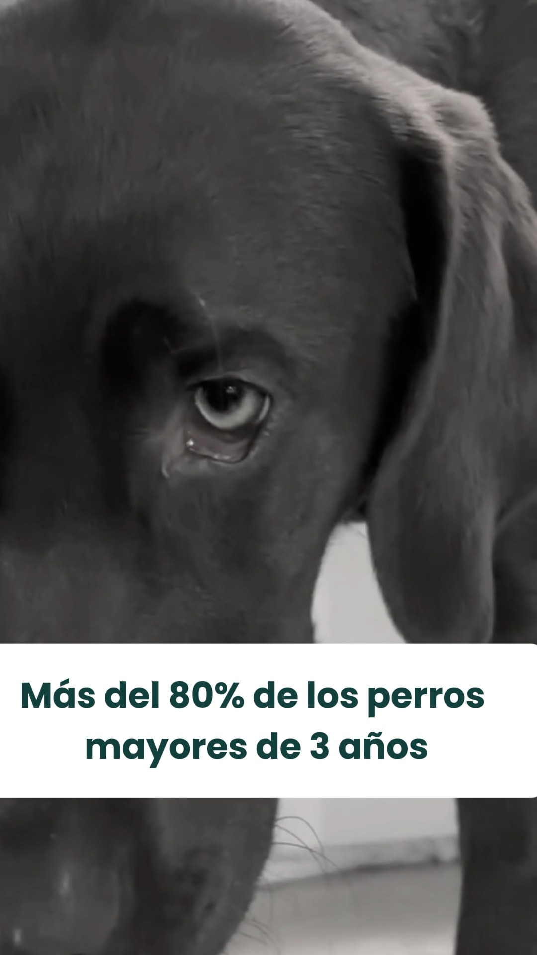 The Dogs Facebook ad: Pensaba que el mal aliento y ese color…