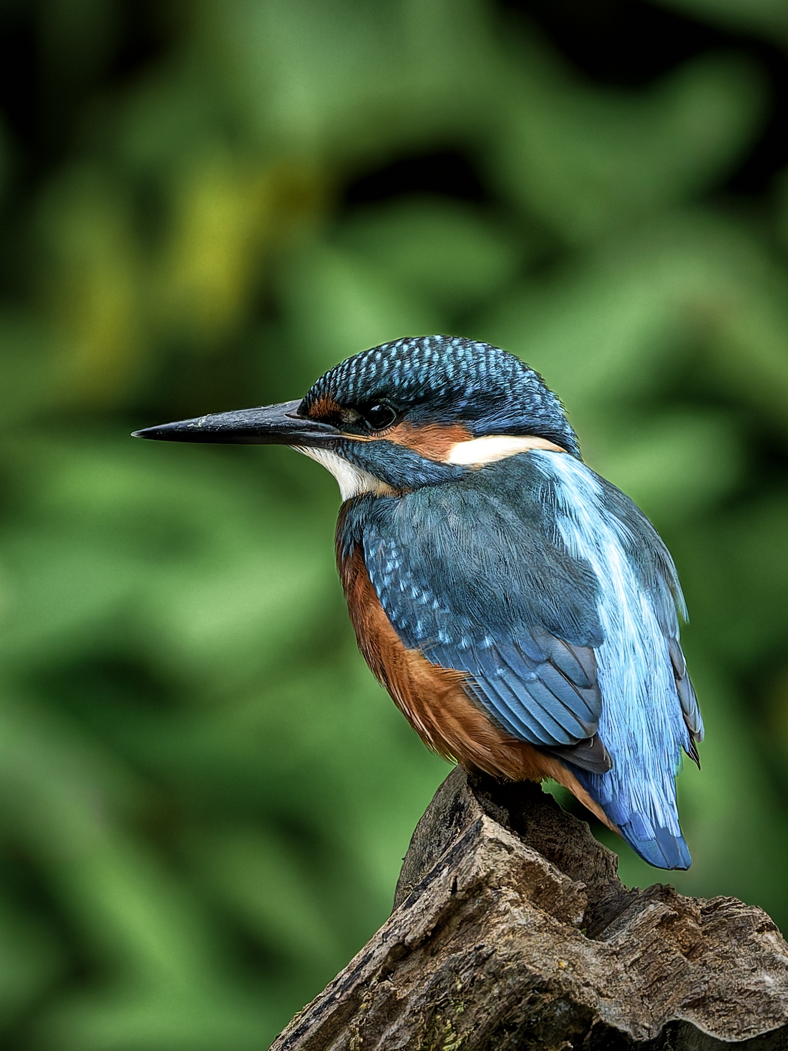 Alan Young Photography Facebook ad: British Wildlife & Bird Photography by Alan Young | East…