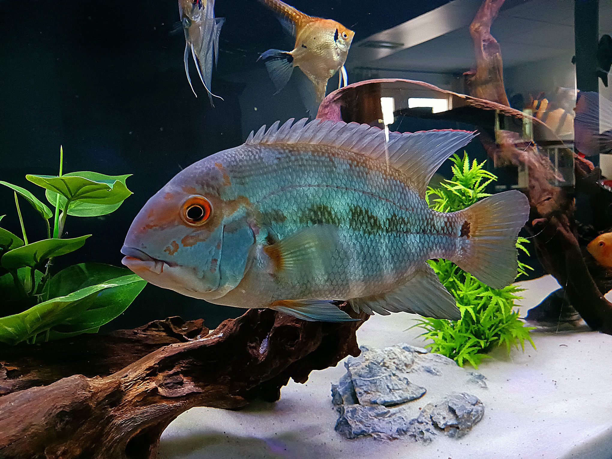 Imperial Tropicals Facebook ad