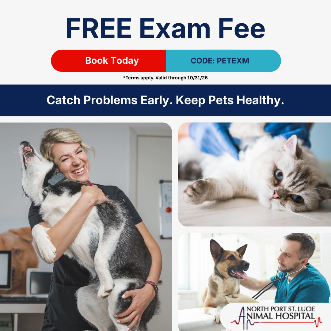 North Port St. Lucie Animal Hospital Facebook ad: It's Been A While. Let's Check In.