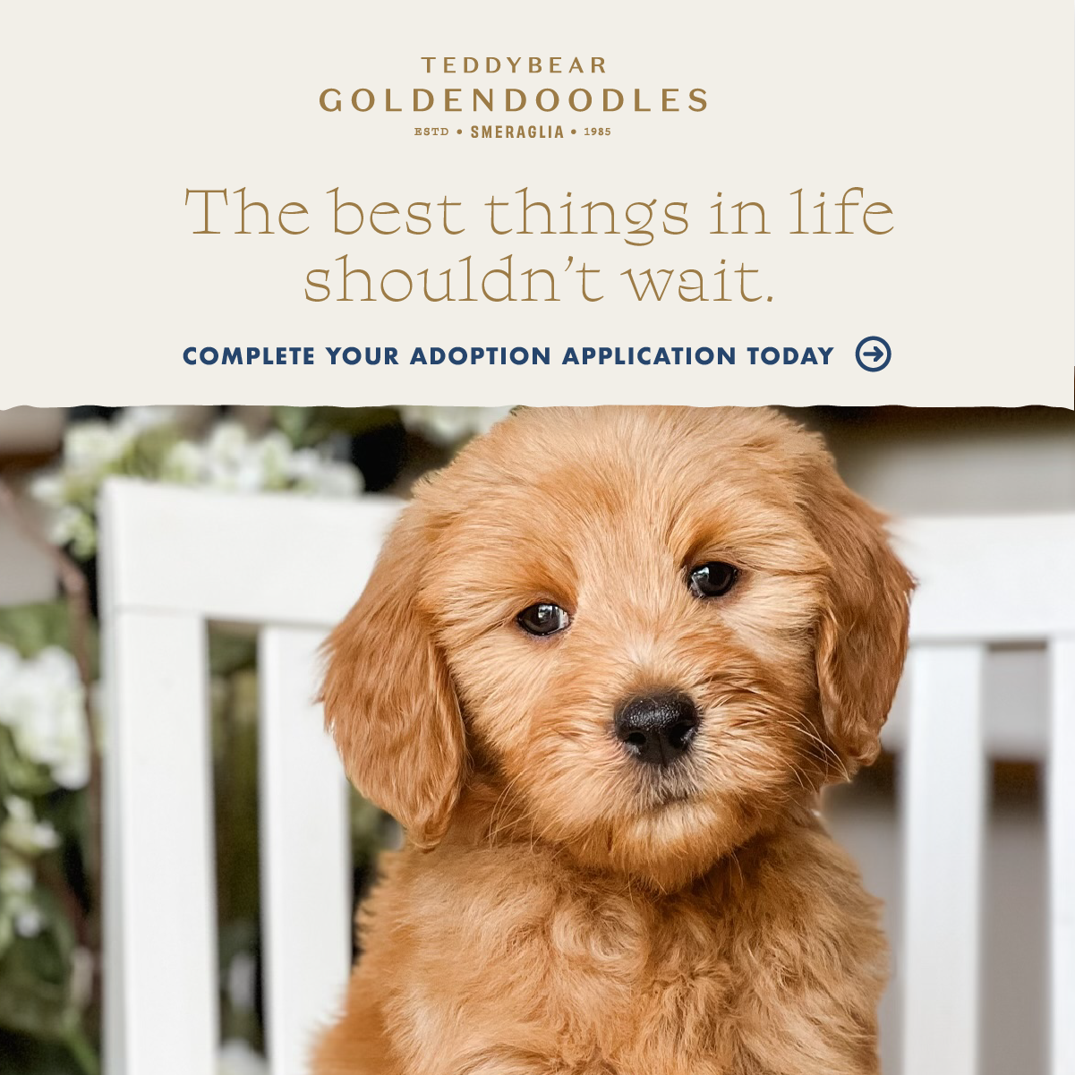Smeraglia's Teddy Bear Goldendoodles & Schnoodles Facebook ad