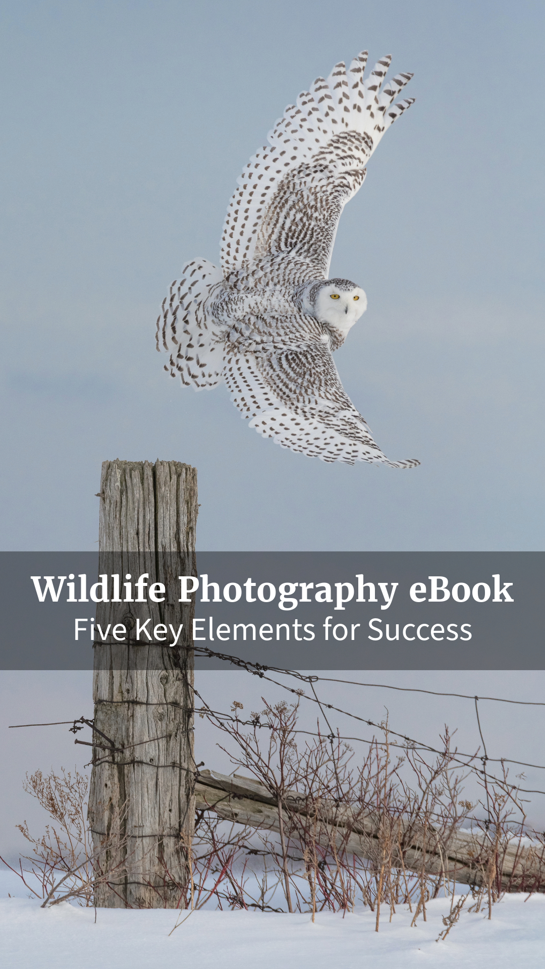 Akari Photo Tours Facebook ad: Wildlife Photography eBook - Five Elements for Success