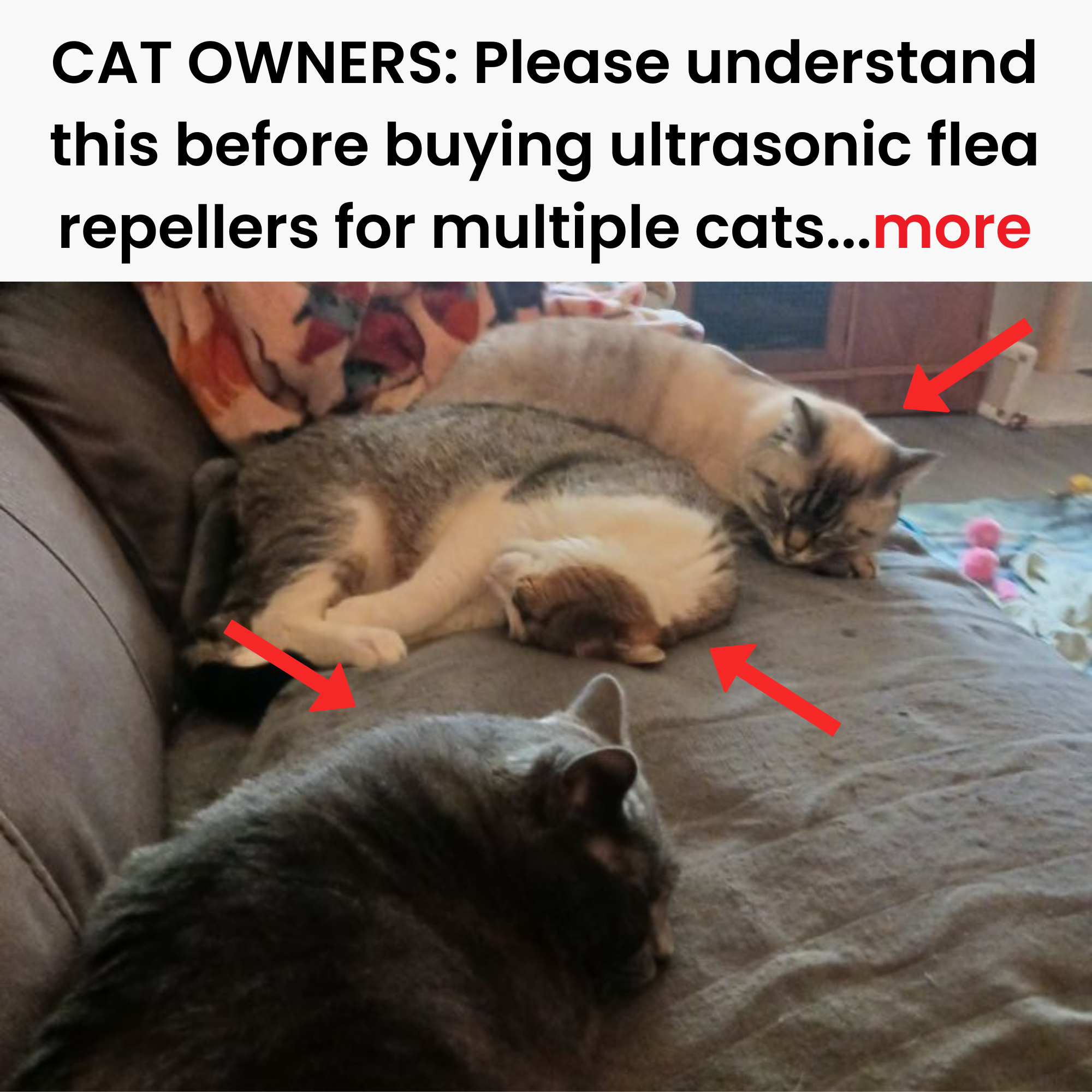 Barbara's Cat Diary Facebook ad