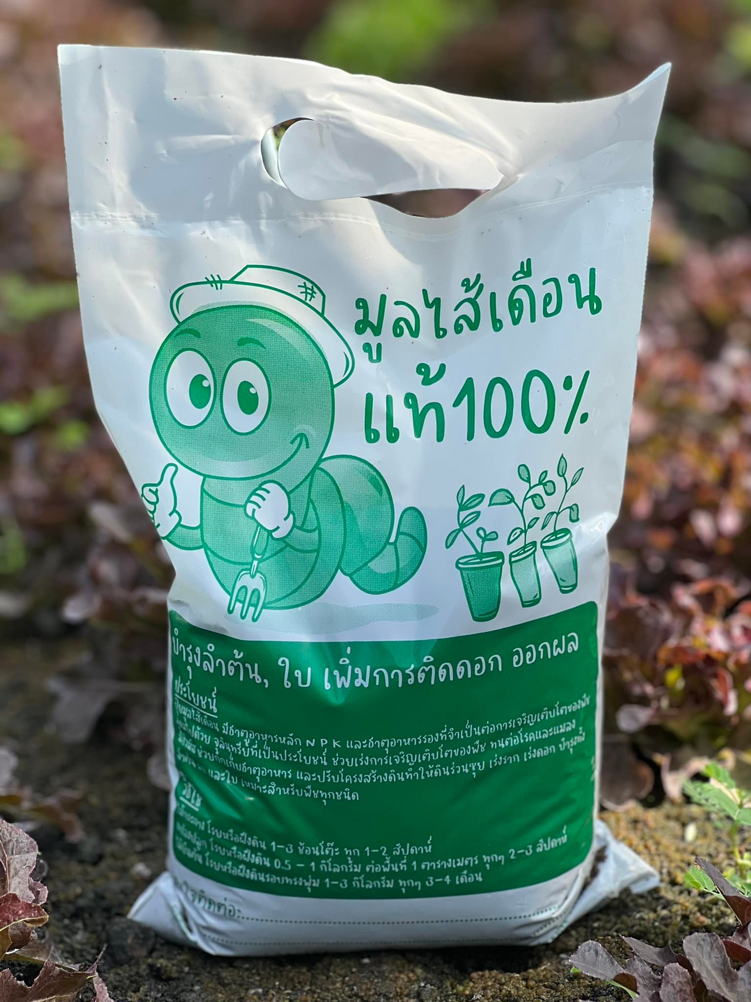 สวนคุณยายสมบูรณ์ ผักสลัดอินทรีย์ Facebook ad: 4 กิโล 100 บ.