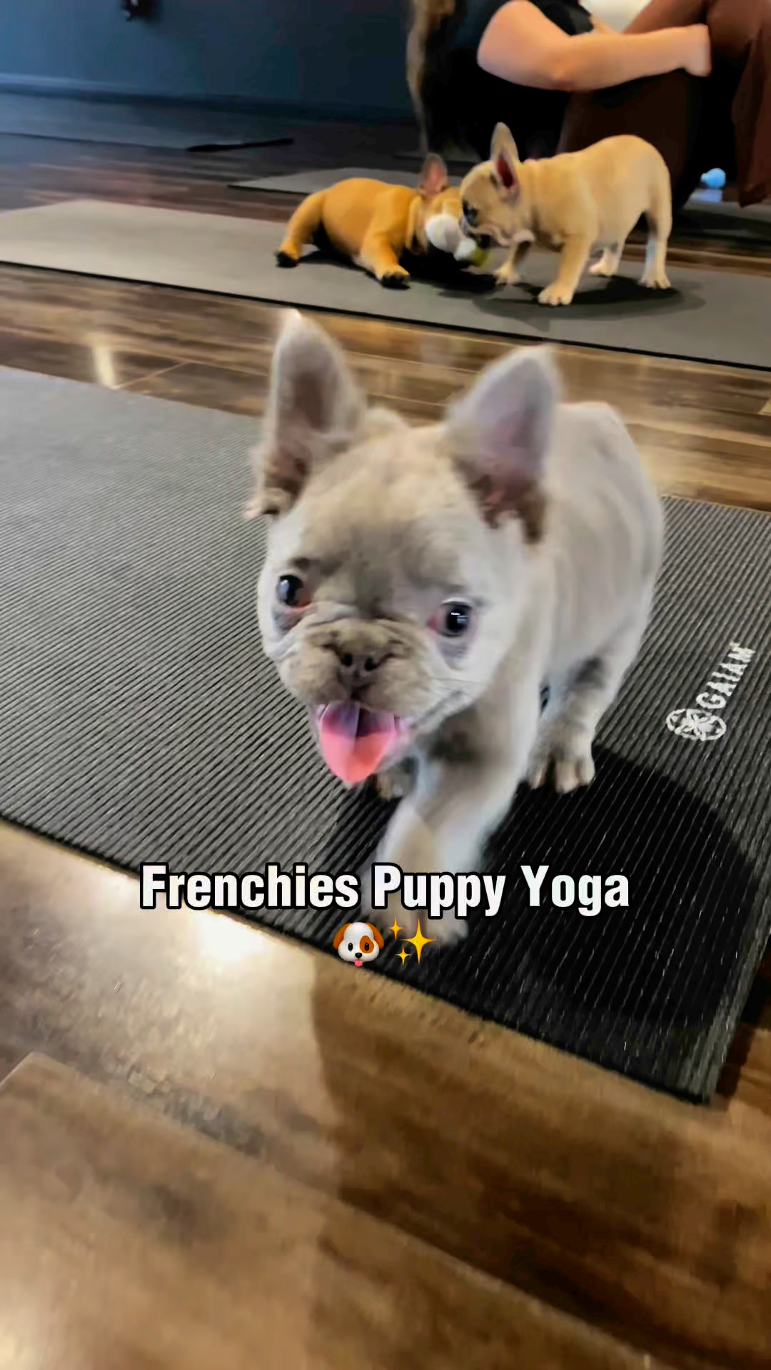 Puppies Yoga Salt Lake City Facebook ad: Book your class now!