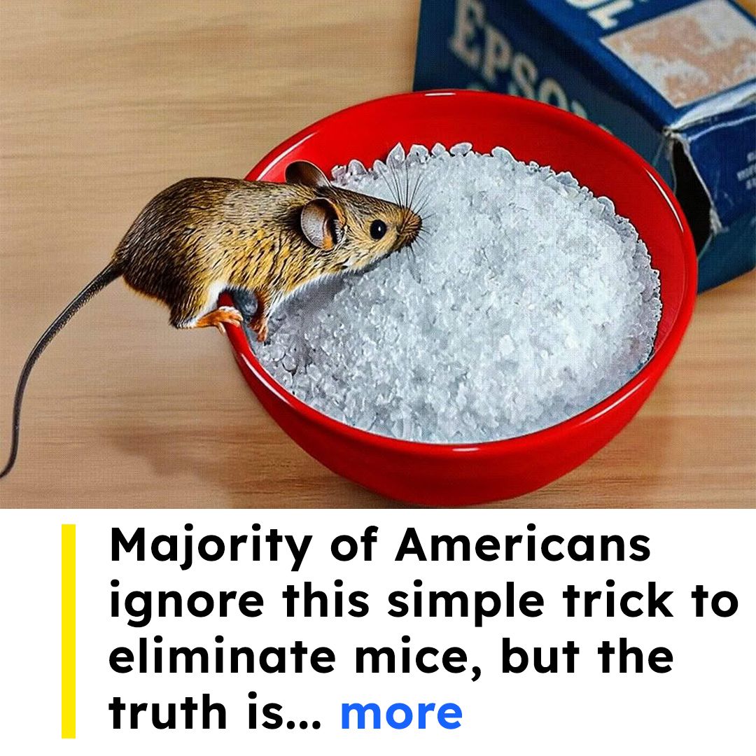 Homeowners Vs. Mice Facebook ad