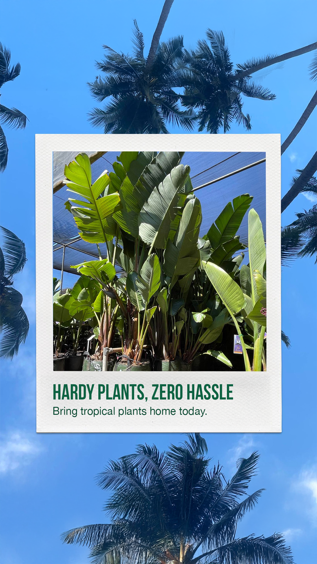 True Green Nursery Facebook ad