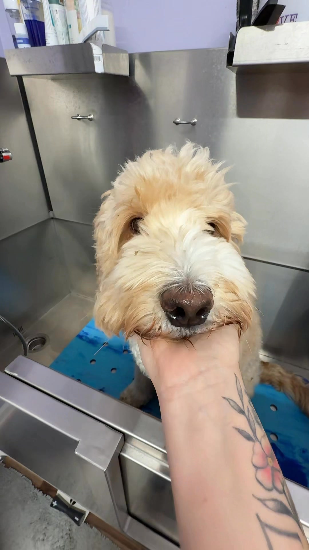 The Bark Brigade Facebook ad