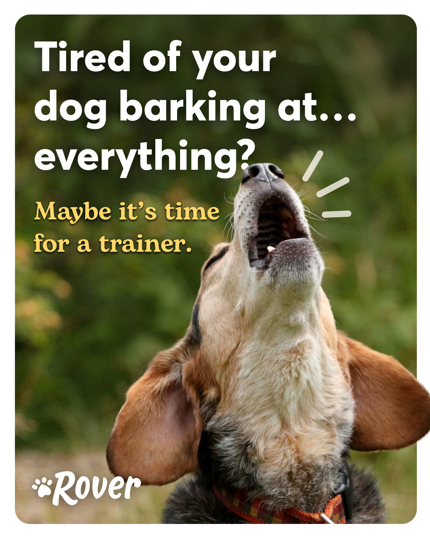 Rover.com Facebook ad