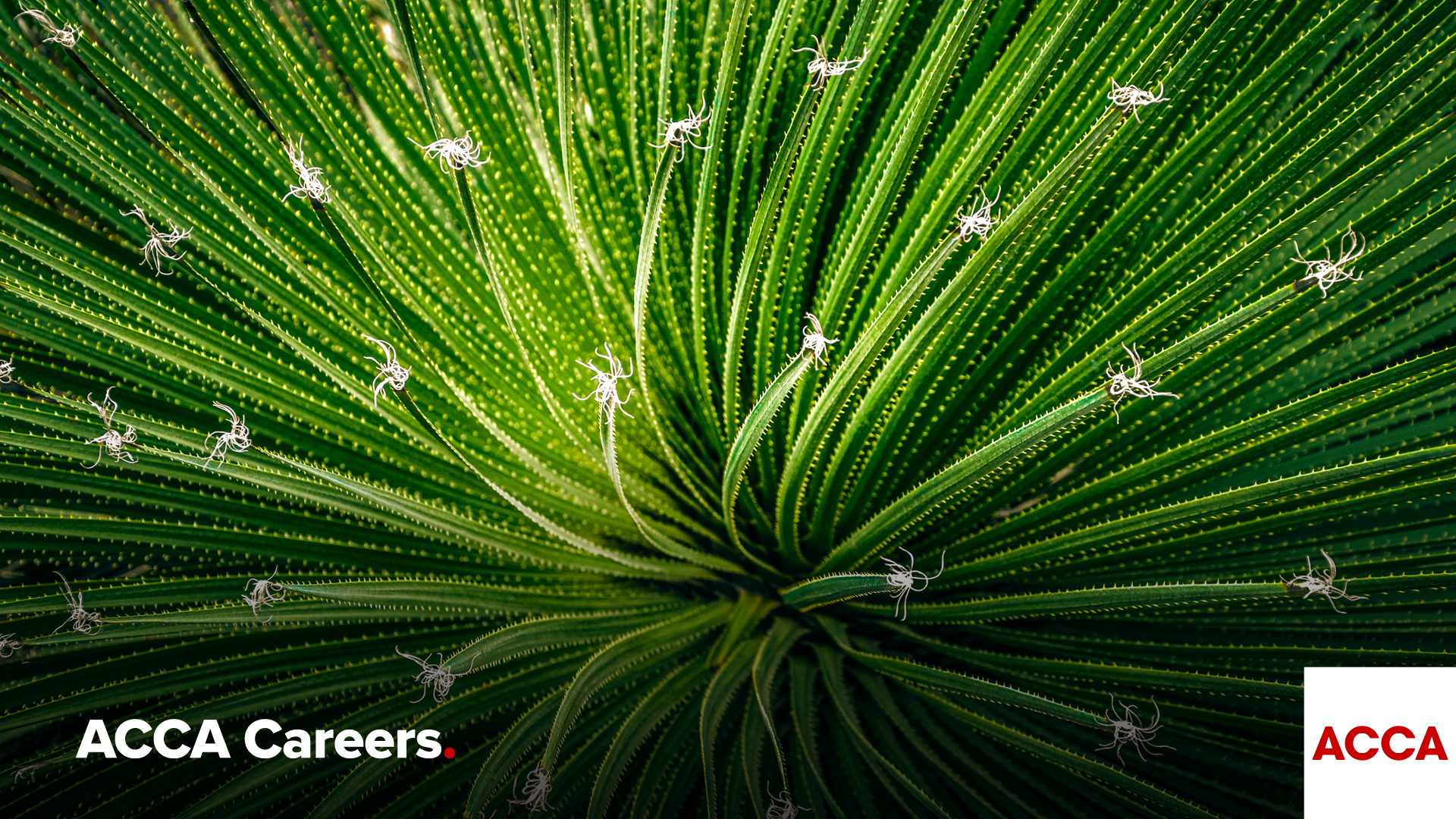 ACCA Careers Facebook ad
