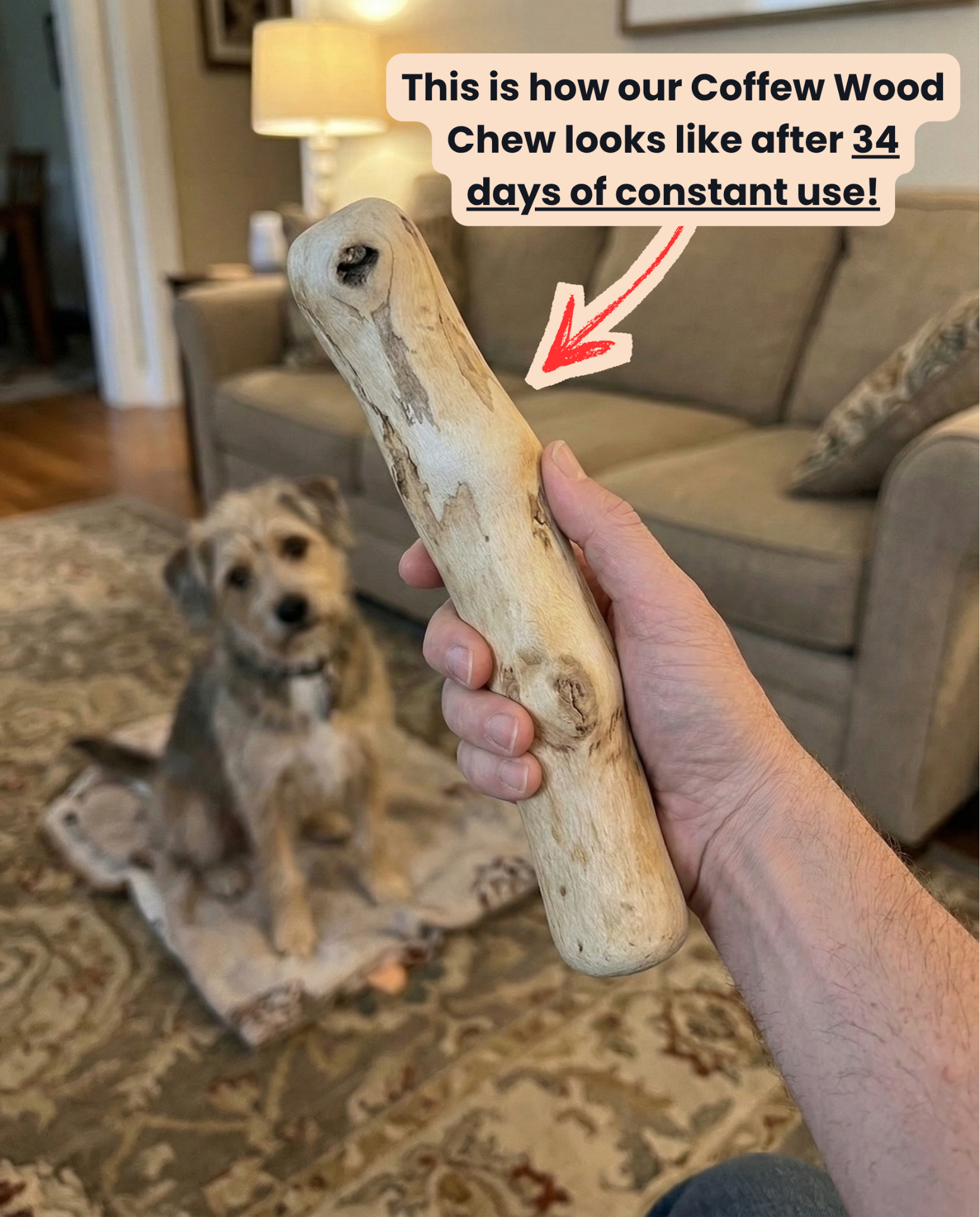 Pet Solace Club Facebook ad: Get 50% Off - Today only!