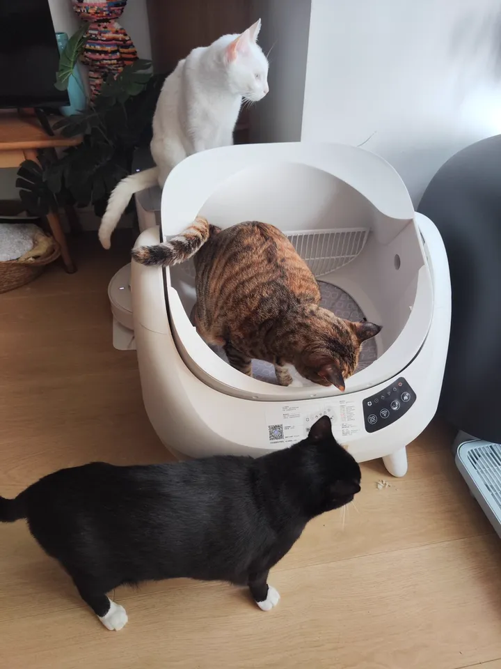 Catlink EU Facebook ad
