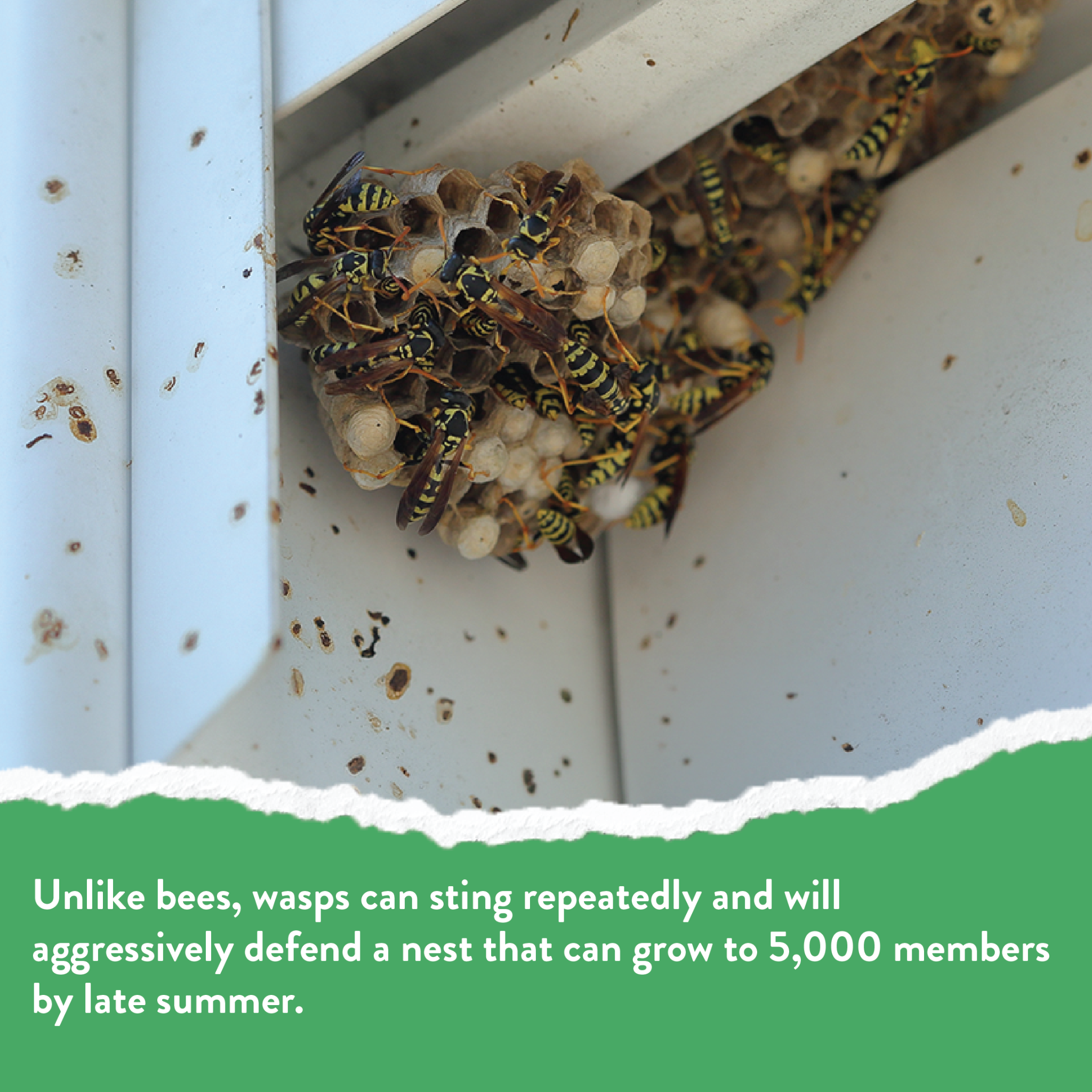 Greenix Pest Control Facebook ad