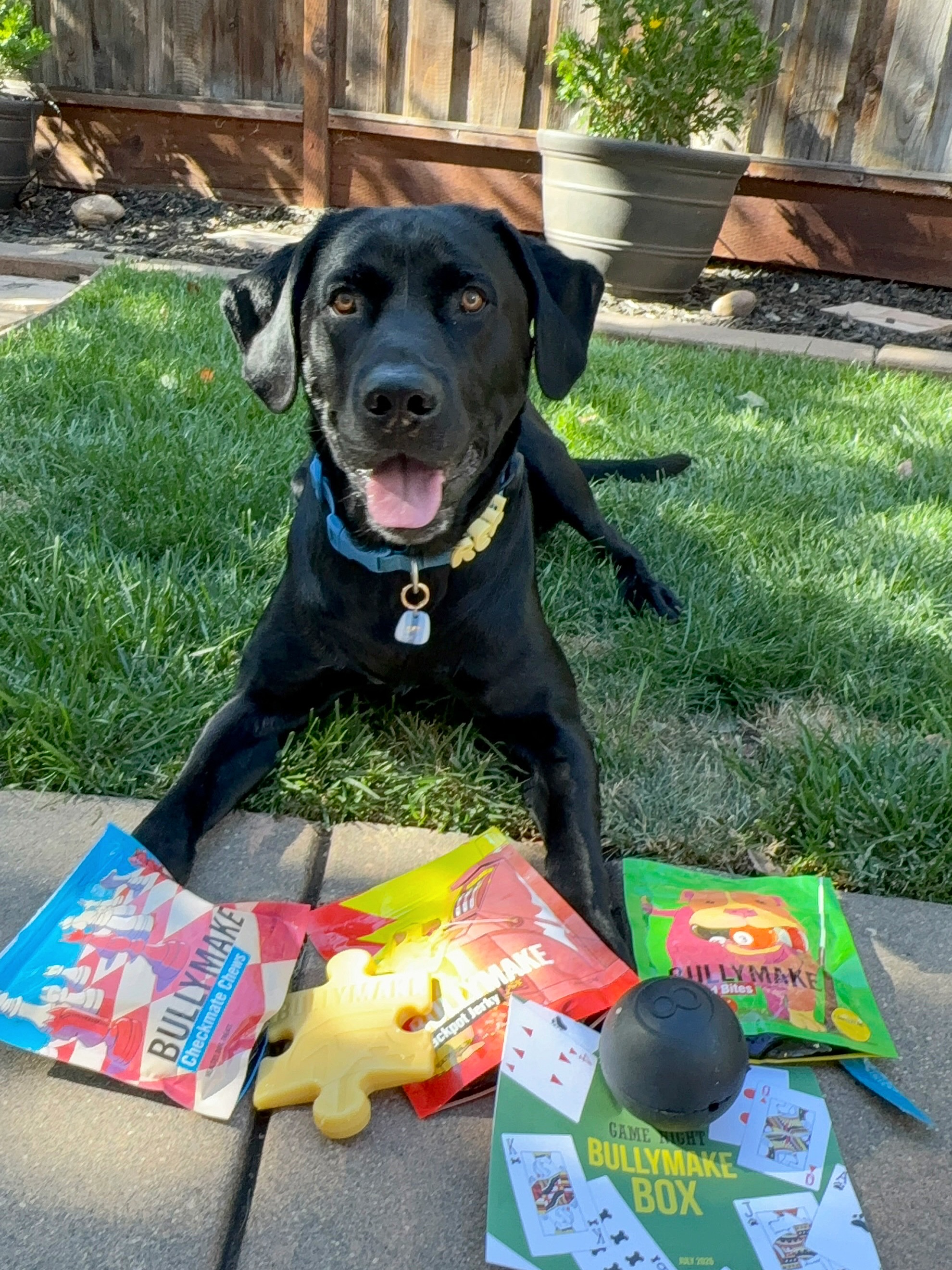 rex_theblacklabrador Facebook ad