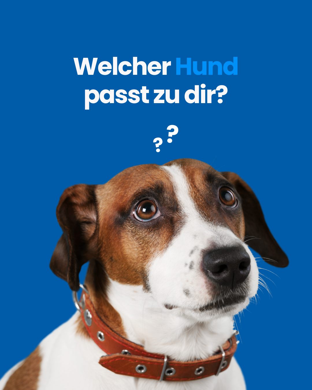 Farmina Deutschland Facebook ad: Die Wahl eines ist nicht nur Liebe auf…