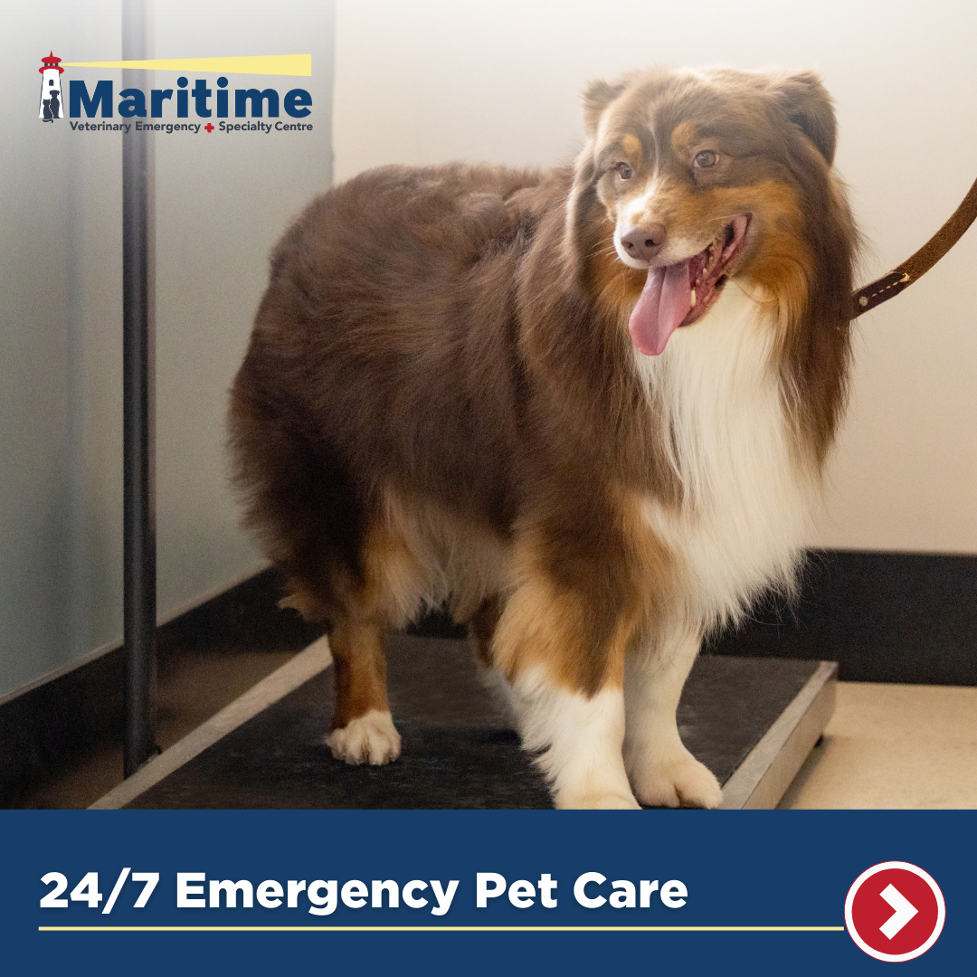 Maritime Veterinary Emergency and Specialty Centre - MVESC Facebook ad: At Maritime Veterinary Emergency & Specialty Centre in…