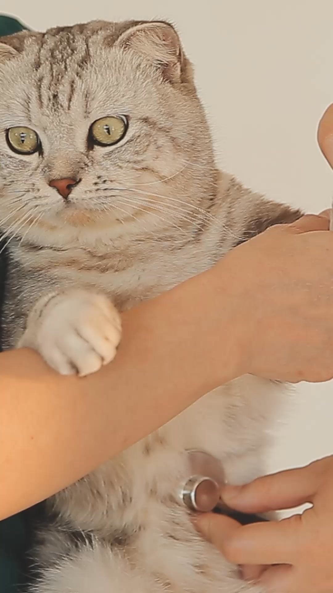 Franklin Pet Food Facebook ad: Le trio parfait