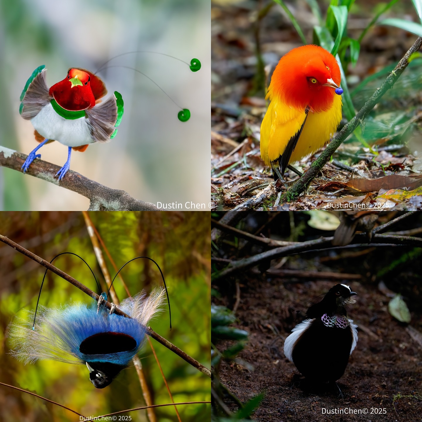 Greater bird of paradise photography Facebook ad
