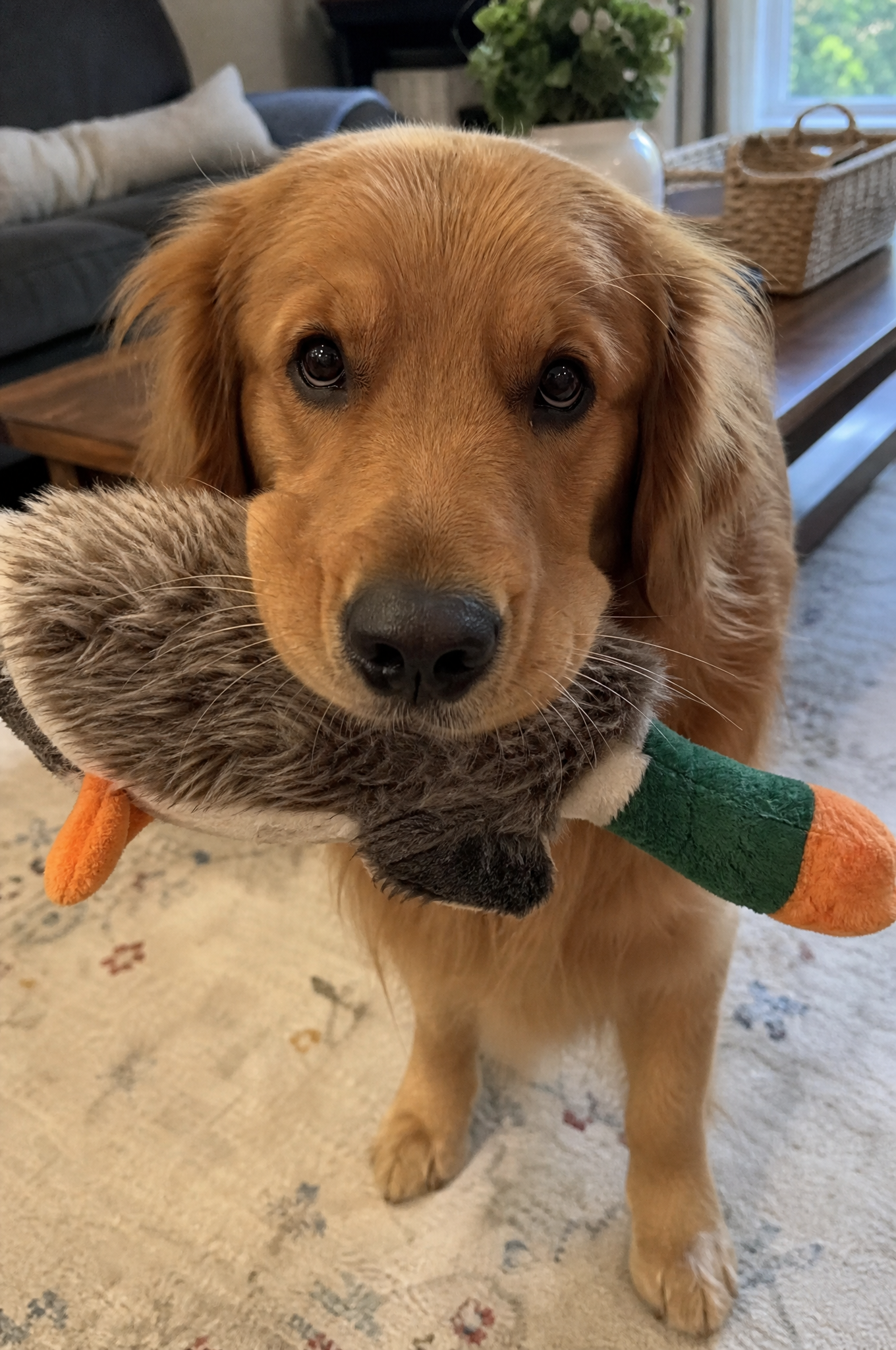 Dog Training Tips & Support Facebook ad