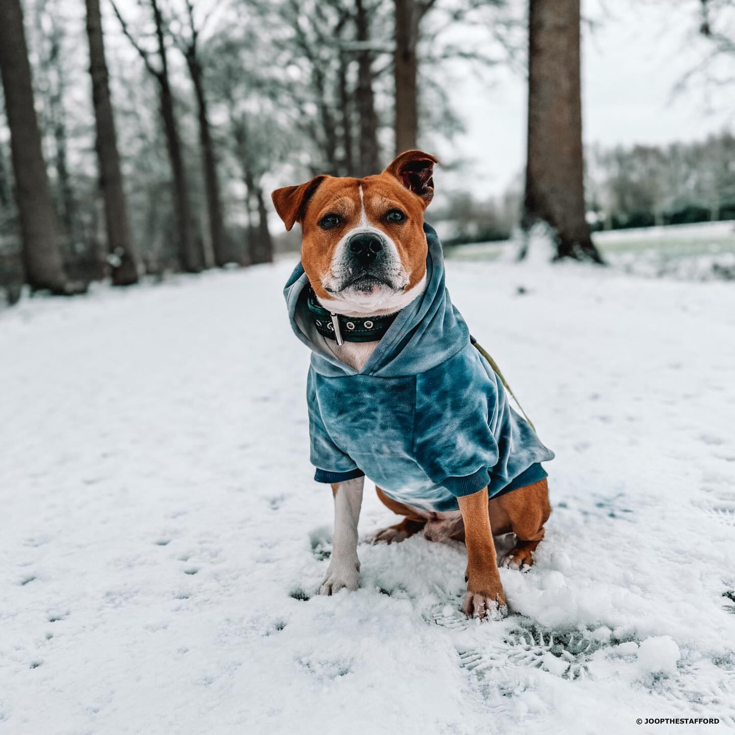 Spark Paws Facebook ad