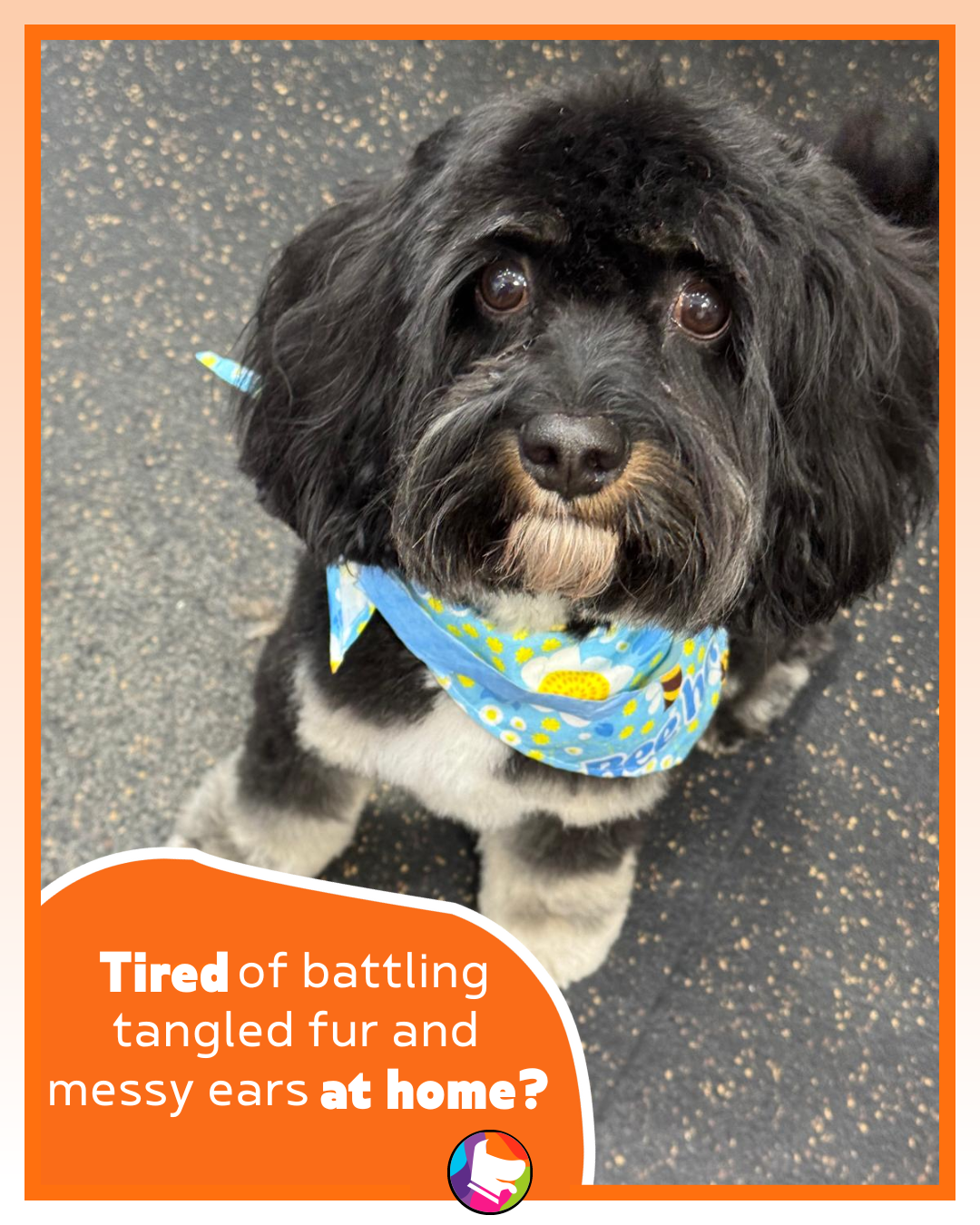Urban Woof NYC Facebook ad from Jan 19, 2026