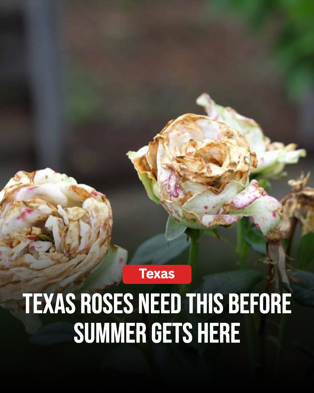 Texas Gardener Facebook ad: This Is What Texas Roses Need Before Summer Arrives