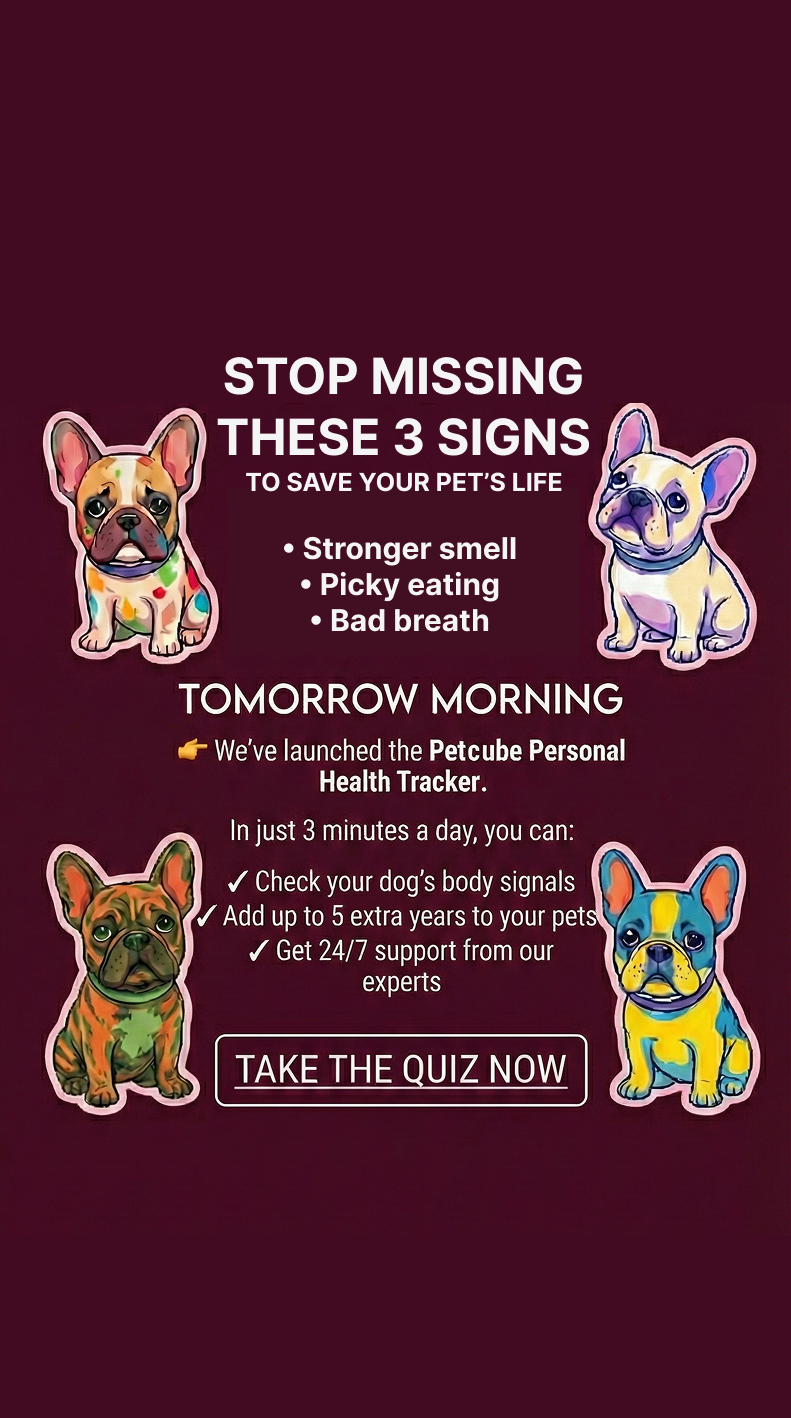 Petcube Facebook ad