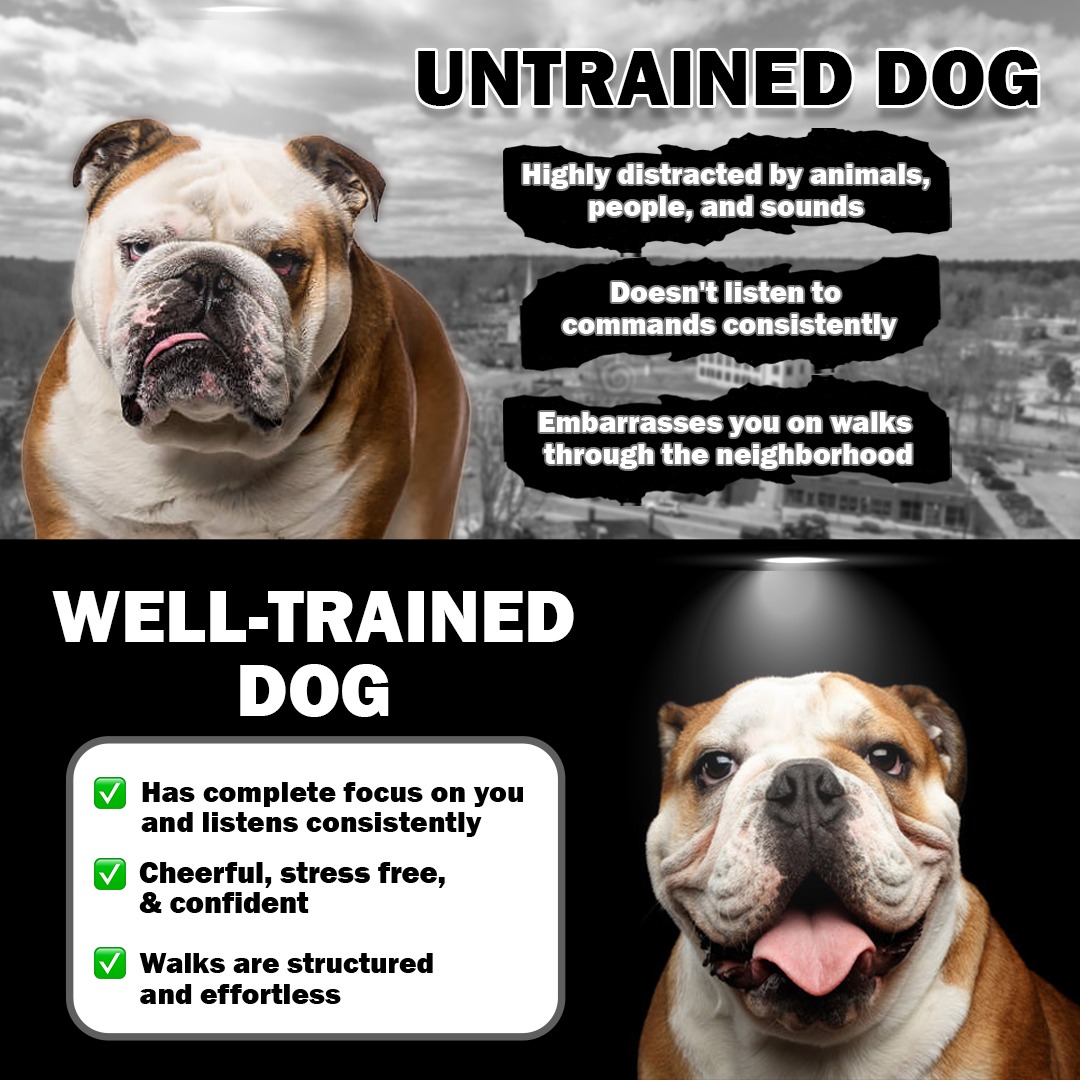 Abby's Dog Care Facebook ad: THE SOLUTION TO YOUR DOG PROBLEMS
