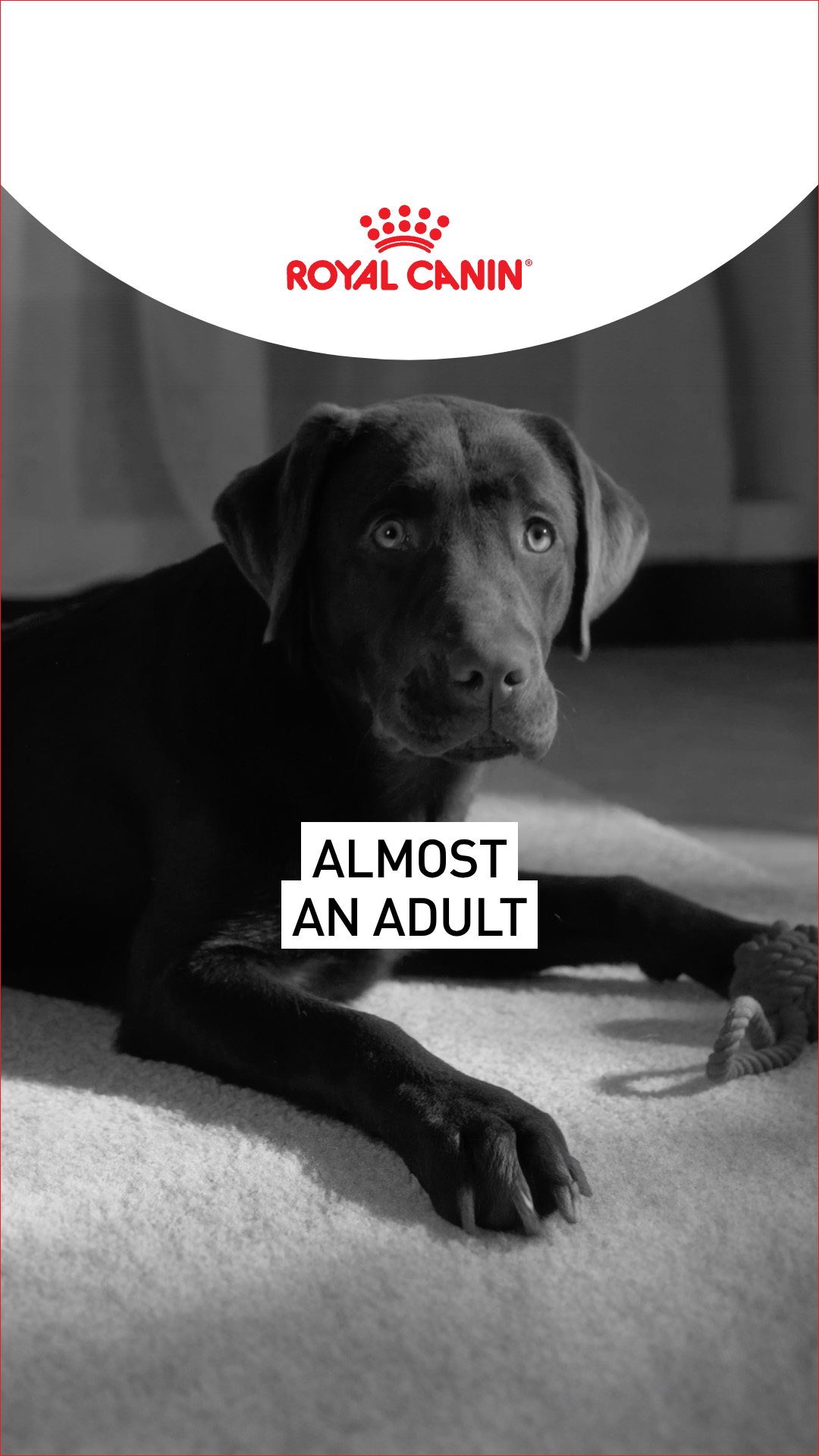 Royal Canin Facebook ad